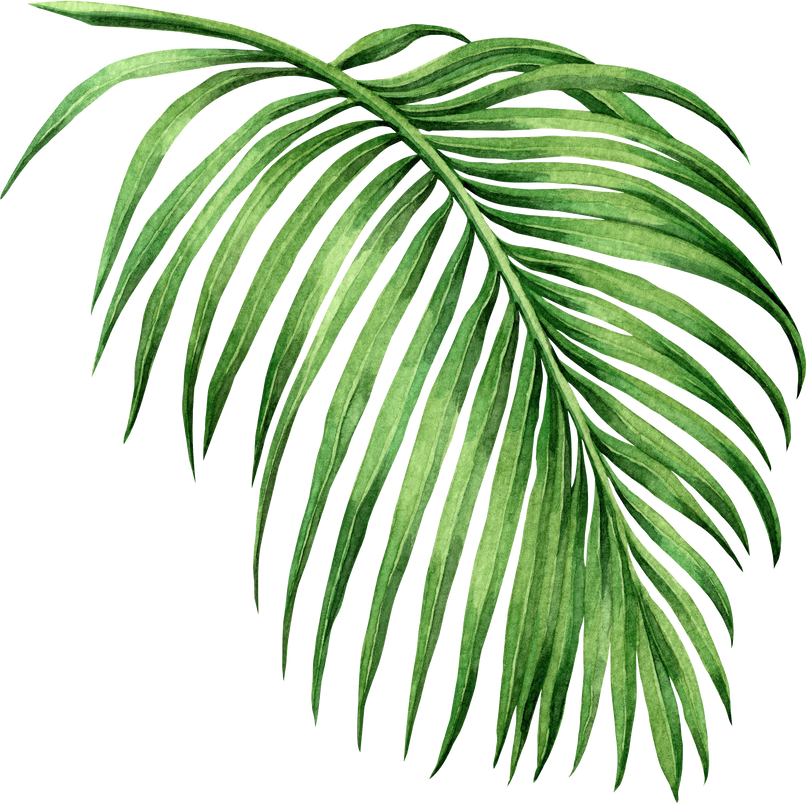 Watercolor Tropical Palm Leaves Illustration.